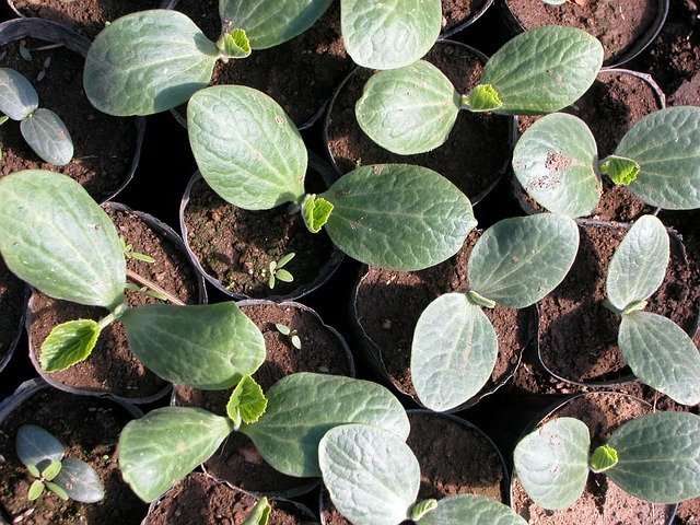 выращивание рассады арбузов в подмосковье