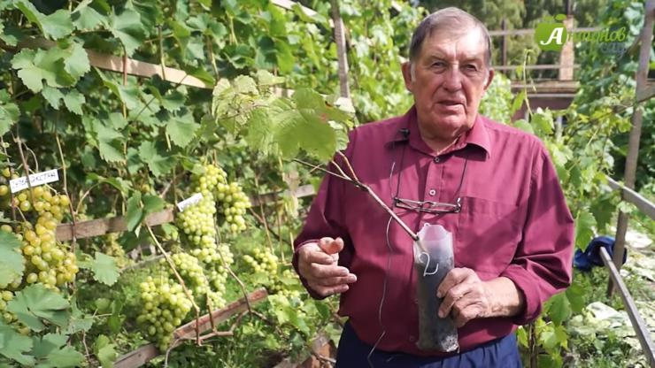 как сажать виноград в сибири