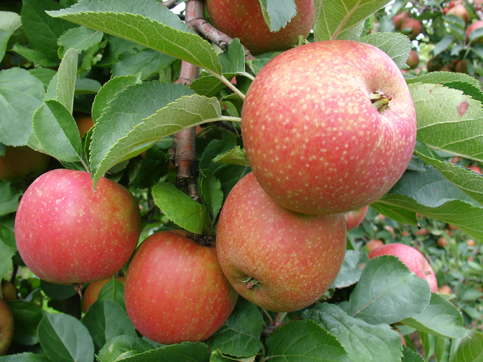 почему не плодоносит яблоня