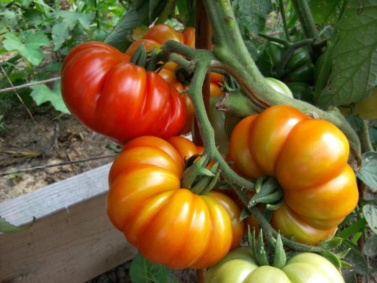 сорта томатов устойчивые к фитофторозу