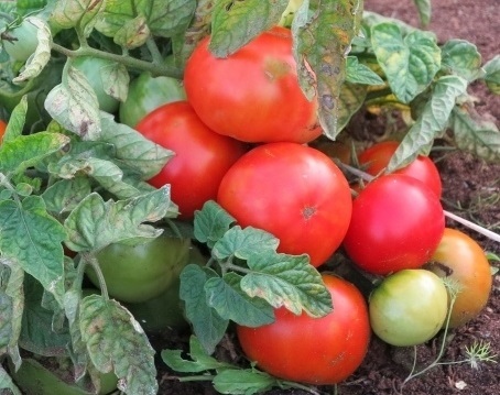 помидоры устойчивые к фитофторе