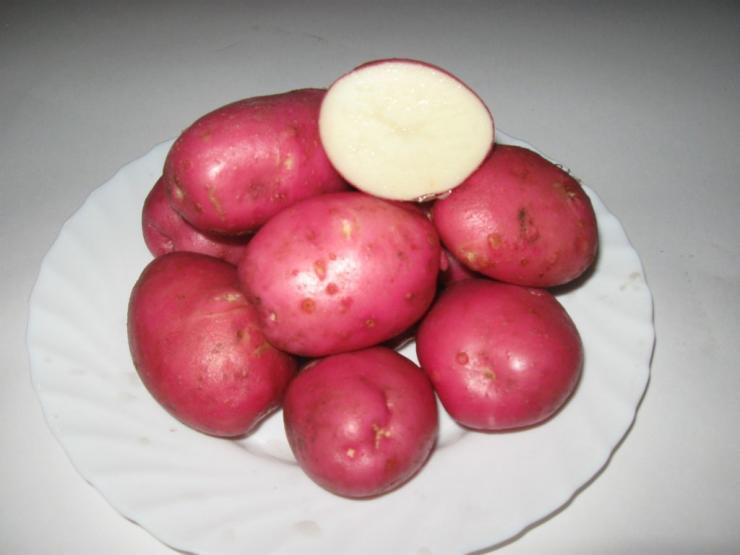 ранние сорта картофеля для урала