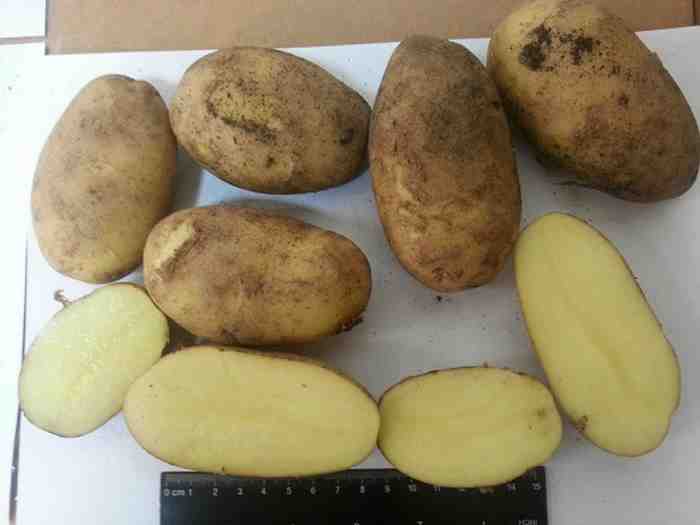 сорта картофеля для урала рекомендованные