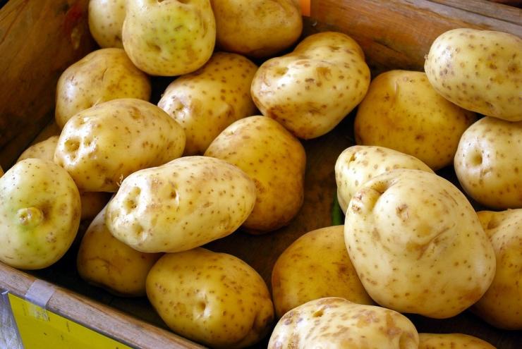 сорта картофеля для урала отзывы