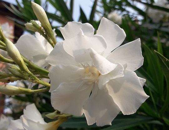 белый олеандр цветок