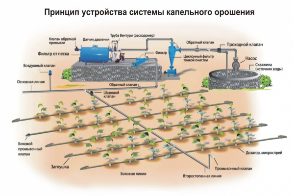 Схема автоматического полива огородных растений