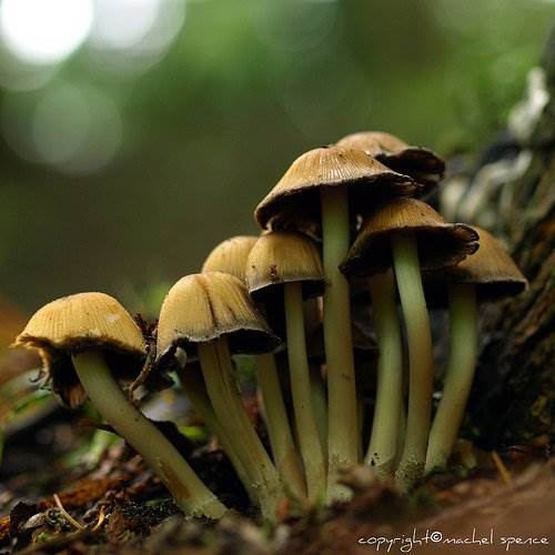 Красивые фото грибов
