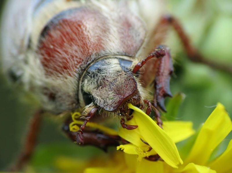 Что едят майские жуки в домашних условиях и в природе