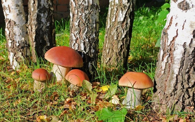 Березовые виды белых грибов: описание внешнего вида с фото