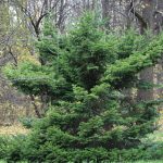 Дерево сибирская пихта: фото и описание