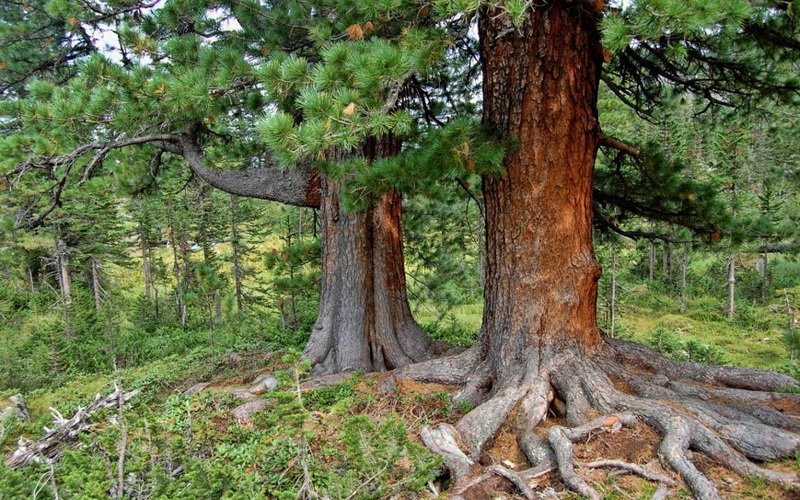 Кедр сибирский: фото и описание дерева