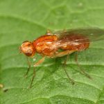 Морковная муха: фото и средства борьбы с вредителем на грядках