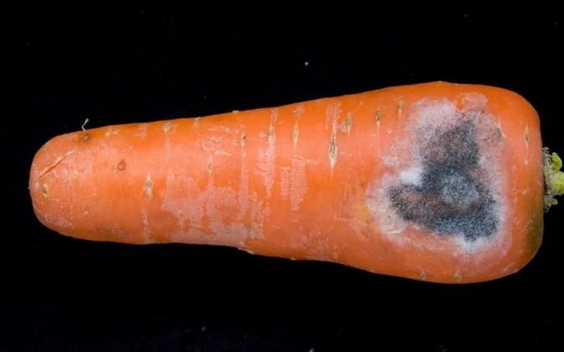 Описание болезней моркови и лечение корнеплодов