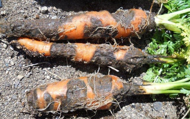 Описание болезней моркови и лечение корнеплодов фото