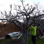 Обрезка фруктовых деревьев в саду: срез на почку (с фото)