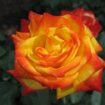 Самые лучшие сорта роз флорибунда для Подмосковья фото