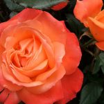 Самые лучшие сорта роз флорибунда для Подмосковья фото