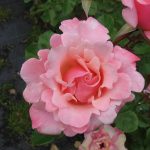 Описание группы роз флорибунда