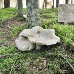 Хороший съедобный гриб Трутовик Разветвленный на фото