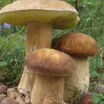 Какие бывают виды белых грибов и как их отличить от двойников (с фото)