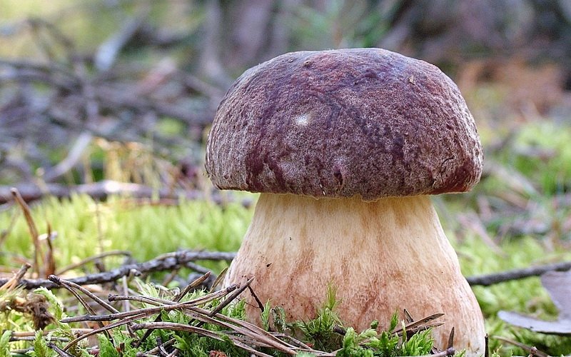 Какие бывают виды белых грибов и как их отличить от двойников (с фото) фото