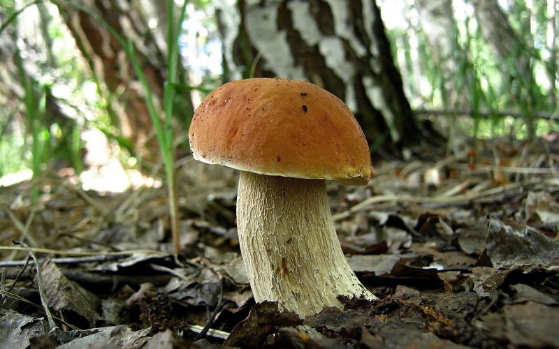 Белый гриб березовый на фото
