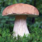 Где растут белые грибы: в каким лесах можно найти боровики фото