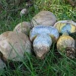 Где растут белые грибы: в каким лесах можно найти боровики фото