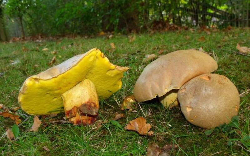 Какие бывают виды белых грибов и как их отличить от двойников (с фото)