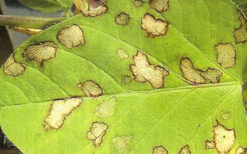 Болезни листьев декоративной жимолости: уход и способы лечения