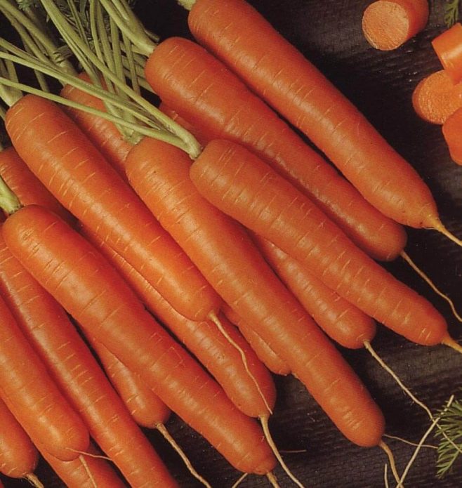 Корнеплоды «Медовой моркови»