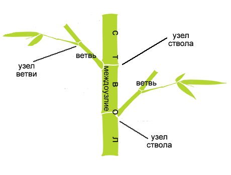 Схема надземной части растения бамбука
