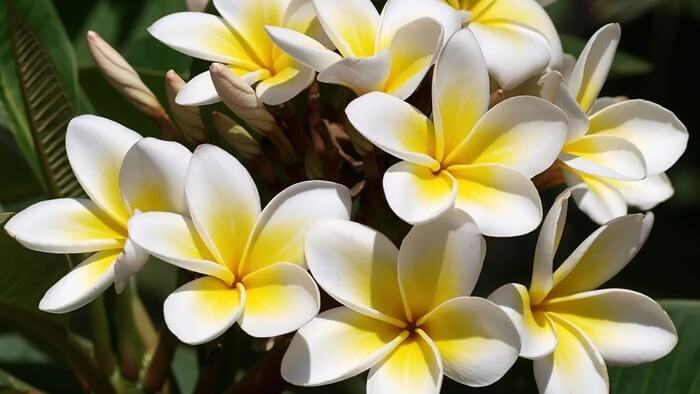 Плюмерия (Frangipani)