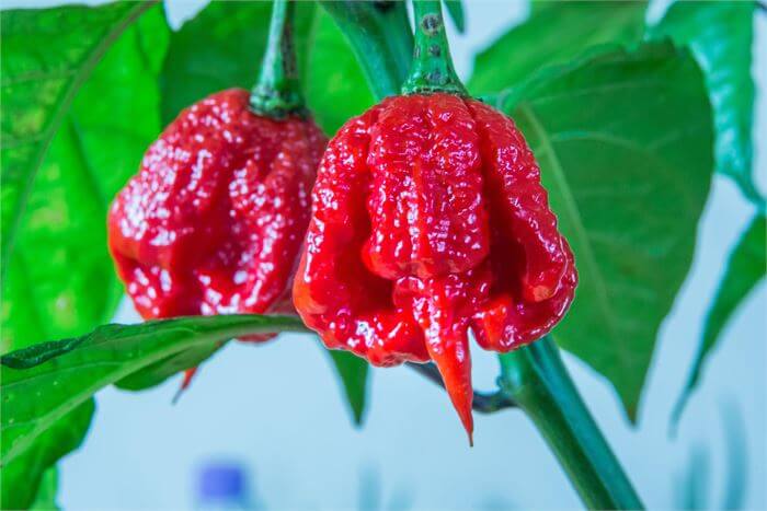 Trinidad Moruga Scorpion