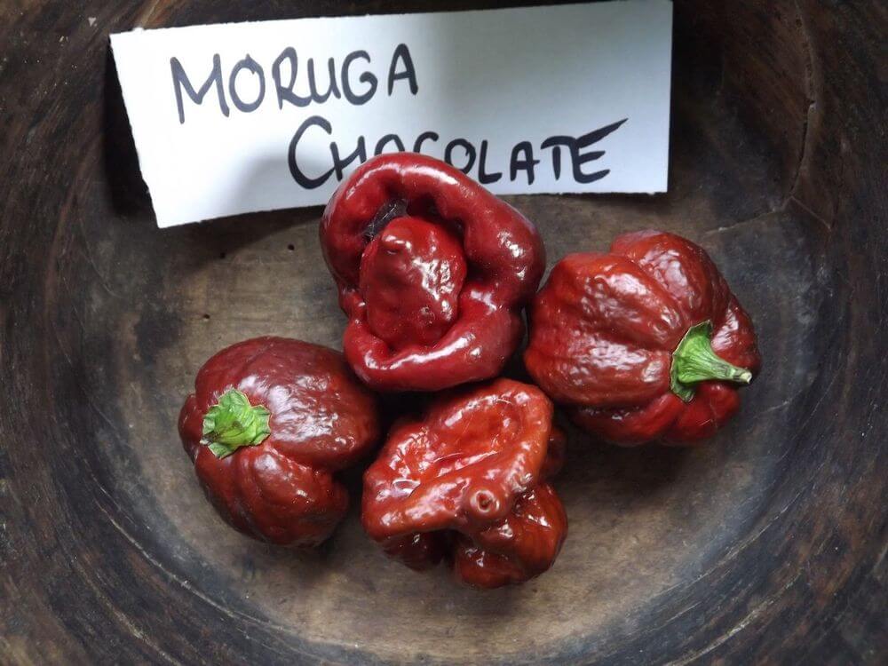 Trinidad Scorpion Chocolate