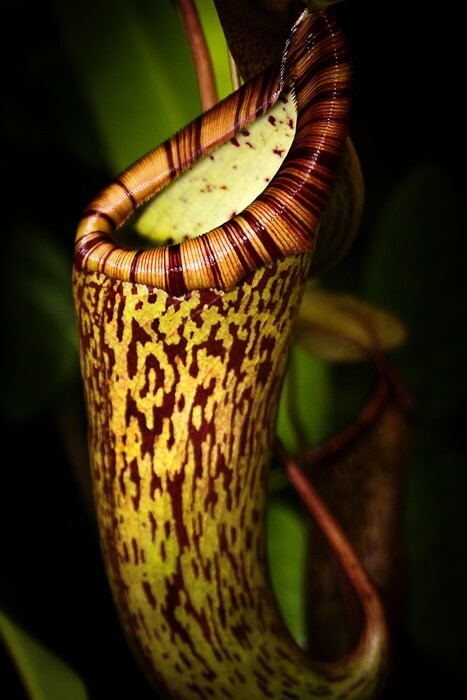 Nepenthes attenboroughii