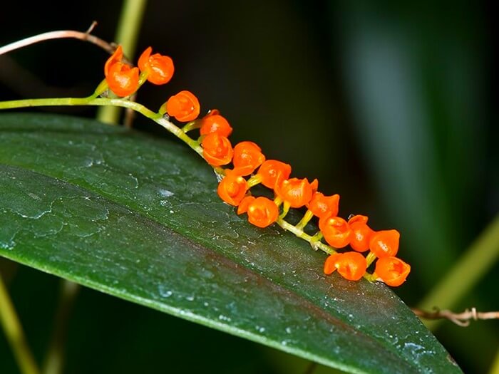 Pleurothallis truncata