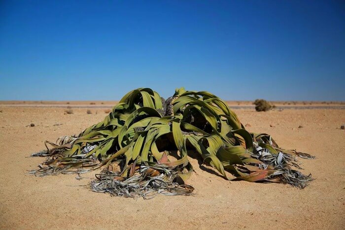 Welwitschia mirabilis