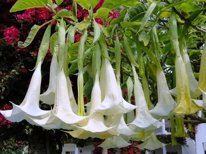 Brugmansia