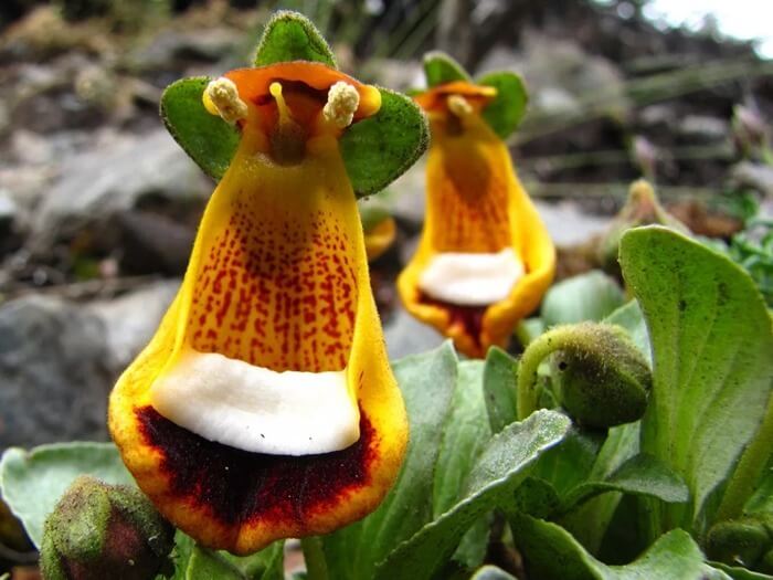 Calceolaria uniflora