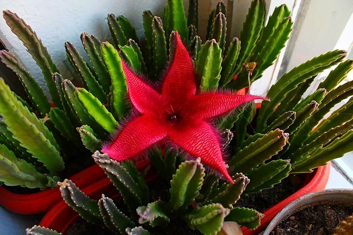 Stapelia grandiflora