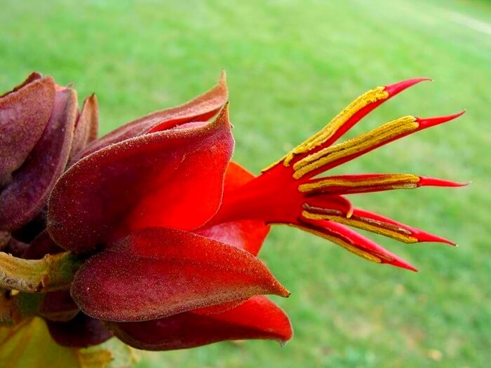 Chiranthodendron pentadactylon