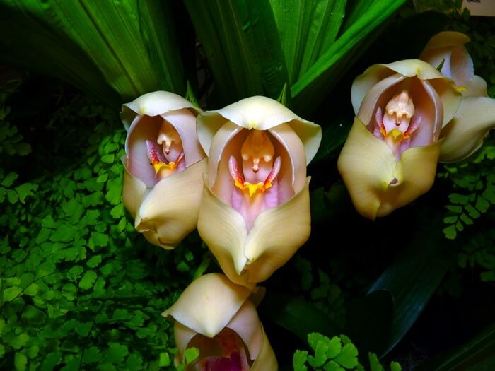 Anguloa uniflora