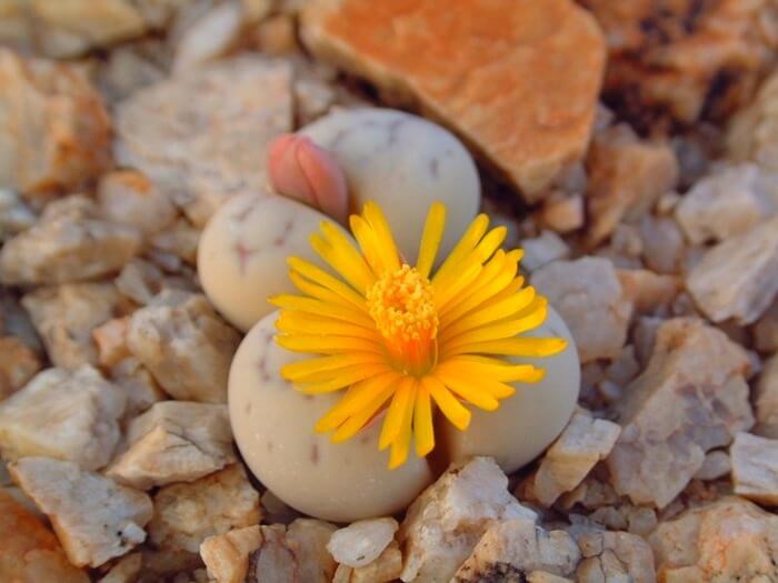 Lithops species – цветущий камень