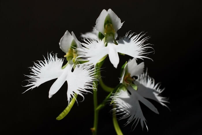 Habenaria Radiata