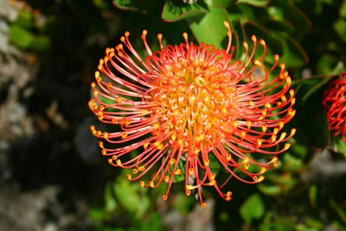 Leucospermum catherinae