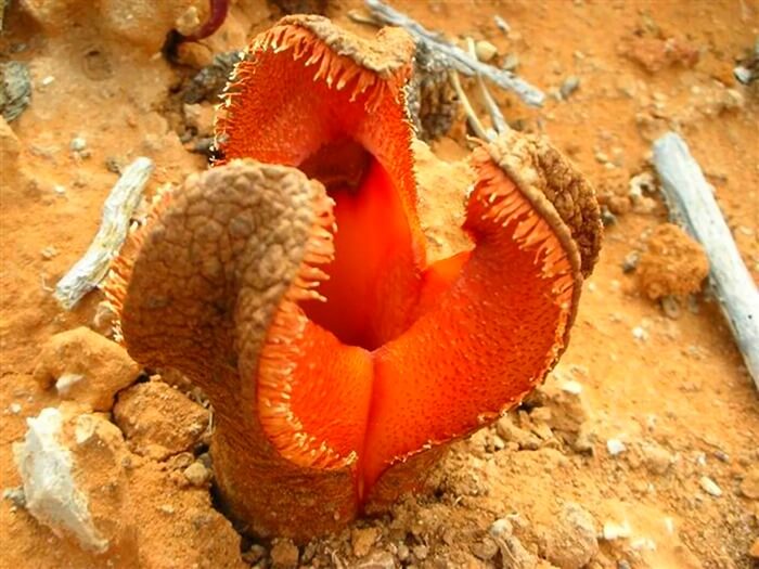 Hydnora Africana