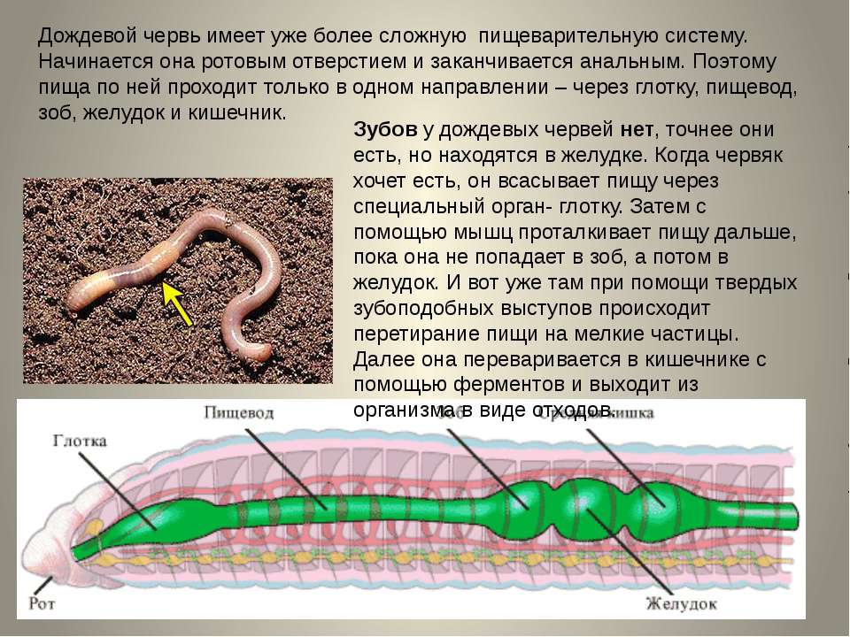 Черви являются. Описание дождевого червя. Дождевой червяк описание.