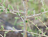 Small Larix-1.jpg