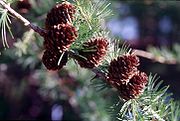 Larix sibirica cones.jpg